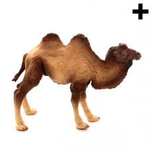 Imagen en la que se ve el plural del concepto camello