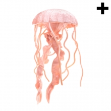 Imagen en la que se ve el plural del concepto medusa