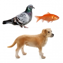 Imagen en la que se ven tres animales: una paloma, un perro y un pez