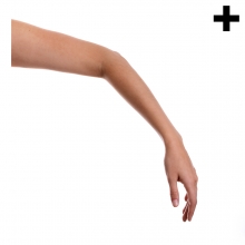 Imagen en la que se ve el plural del concepto brazo