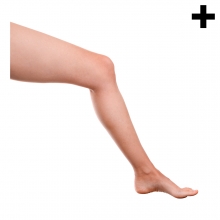 Imagen en la que se ve el plural del concepto pierna