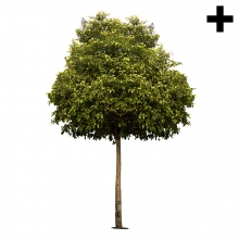 Imagen en la que se ve un árbol