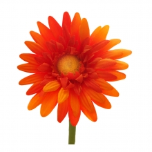 Imagen en la que se ve una flor de pétalos naranjas