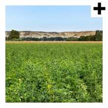 Imagen en la que se ve un campo verde con colinas al fondo