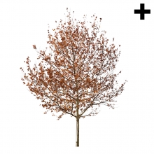 Imagen en la que se ve el plural del concepto árbol de otoño