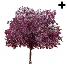 Imagen en la que se ve el plural del concepto árbol en flor