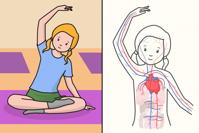 Ilustración que representa el sistema circulatorio del cuerpo humano