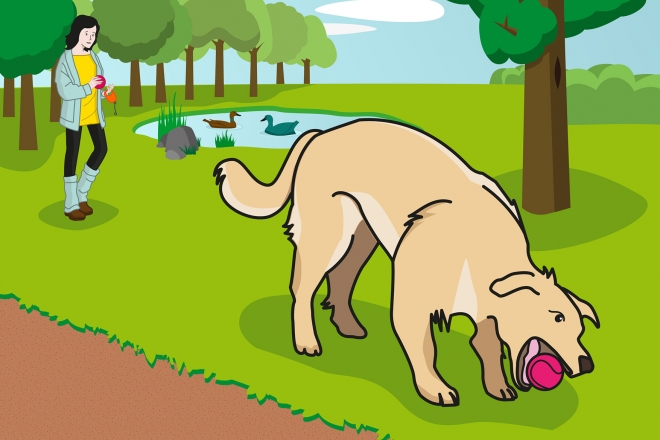 En la escena, se observa a un perro, en primer plano, cogiendo una pelota con la boca en el parque. Al fondo, se observa a la mujer que le ha lanzado la pelota.