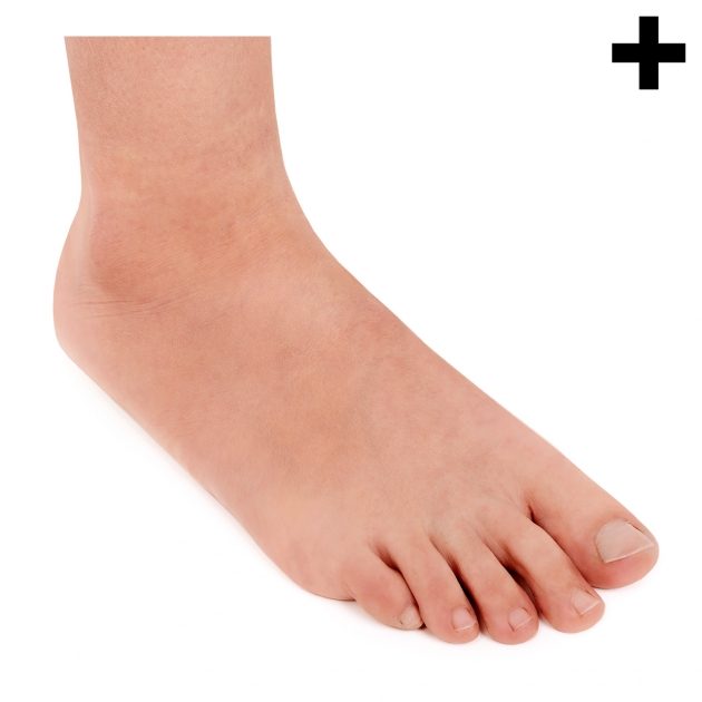 Partes Del Pie Humano Partes del pie humano empeine Imagui