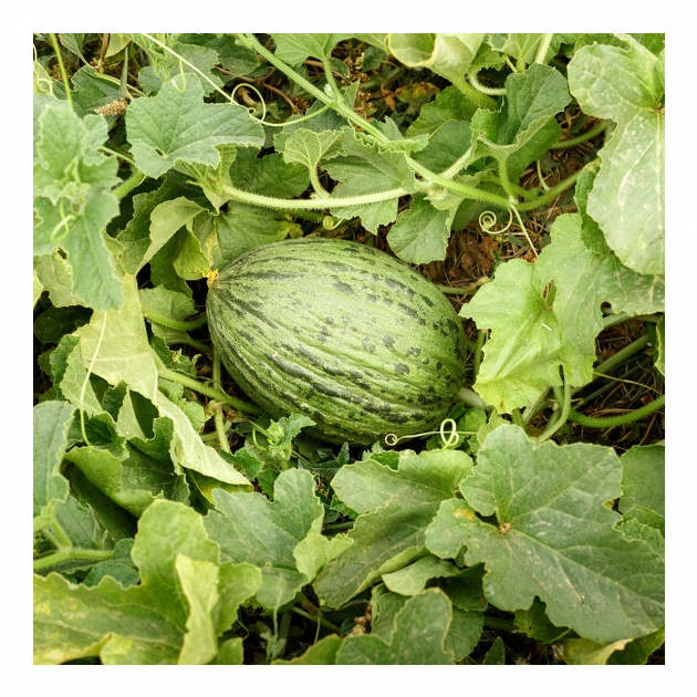 Planta del melón Soyvisual